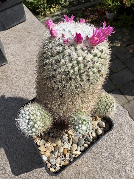 Mammillaria hahniana